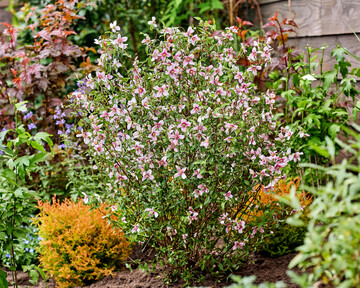 Philadelphus Petite Perfume Pink  Chelsea Plant of the Year