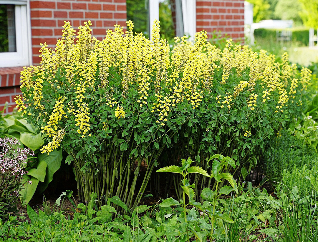Baptisia  cultorum "Lemon Meringue"