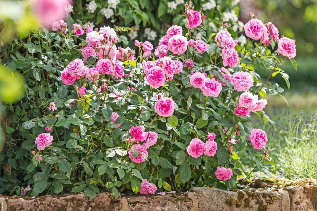 Die englische Duftrose Gertrude Jekyll wurde von der World Federation of Rose Societies zur Weltrose 2025 gekrt.