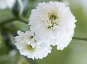 Achillea ptarmica Diadem
Versdidem 