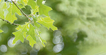 Quercus ilicifolia