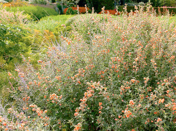 Sphaeralcea ambigua Childerley"