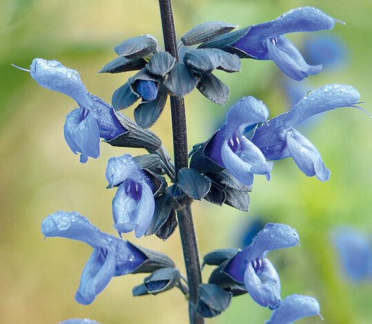 Ein aus einer Wildsammlung stammender namenloser Salvia