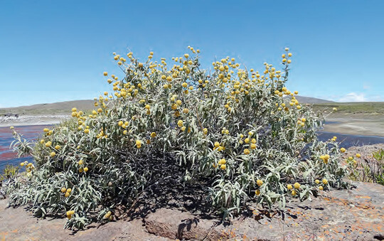 Buddleja araucana am Naturstandort