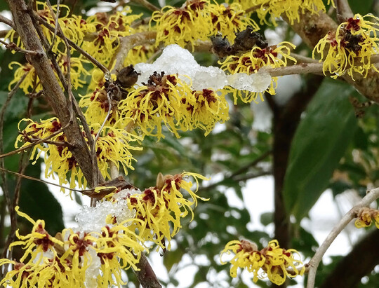Hamamelis Pallida