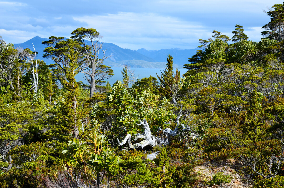 Magellanischer Wald am Monte Tarn mit Pilgerodendron uviferum,
Drymis winteri und Nothofagus betuloides