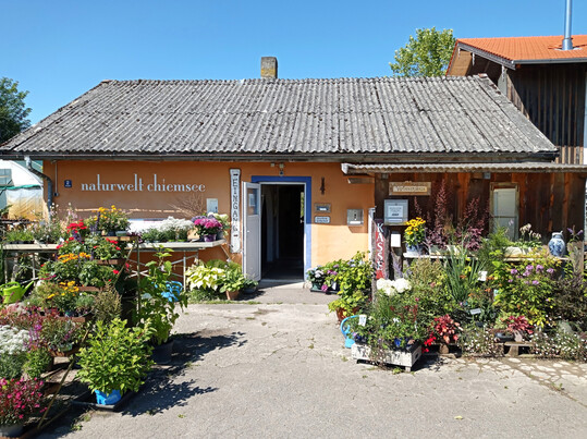 Die Hosta- und Staudengrtnerei planwerk am Chiemsee fhrt eines der grten Hosta-Sortimente in Europa. 