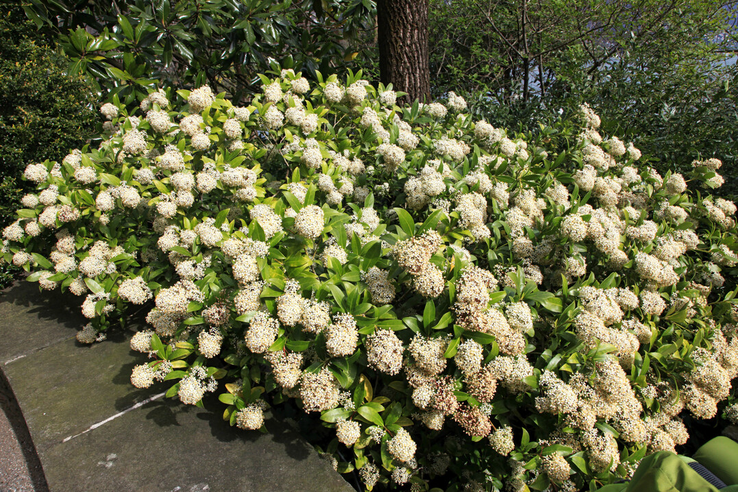 Skimmia japonica blüht überreich weiß und ist besonders für halbschattige bis schattige Gartenstandorte geeignet.