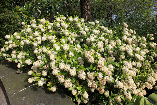 Skimmia japonica blht berreich wei und ist besonders fr halbschattige bis schattige Gartenstandorte geeignet.