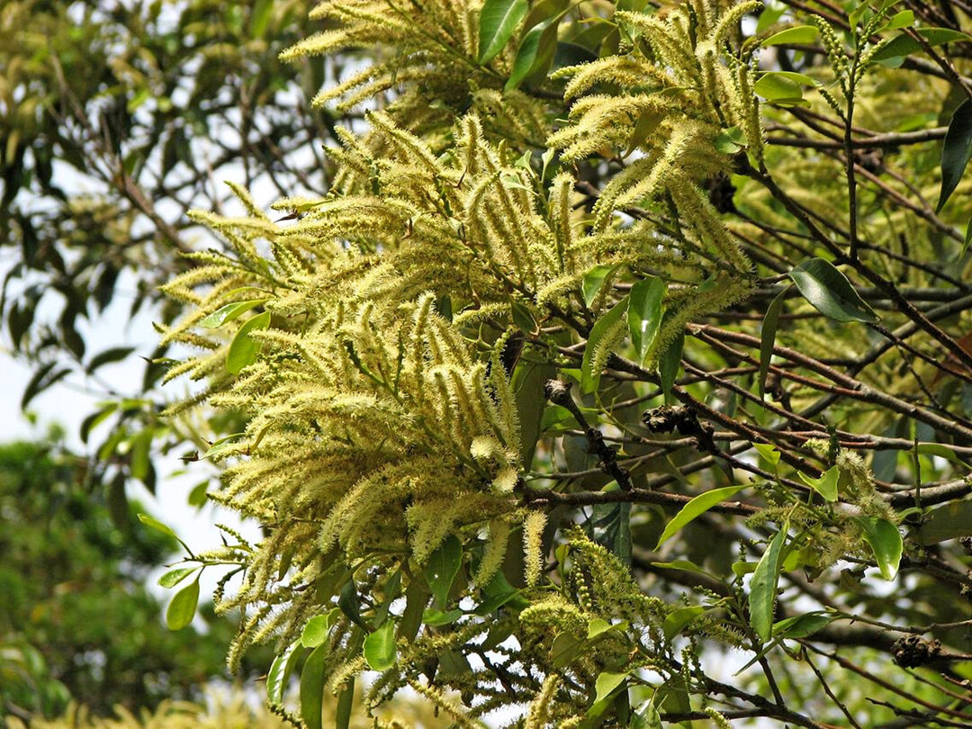 Castanopsis sieboldii beginnt erst nach zirka 20 Jahren zu blhen. 