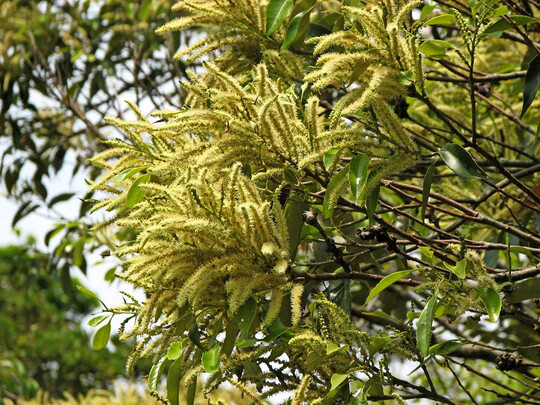Castanopsis sieboldii beginnt erst nach zirka 20 Jahren zu blhen. 
