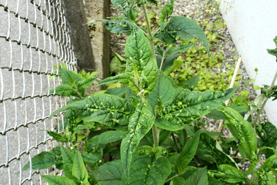 In den letzten Jahren neu aufgetretene Schden wie Verkrppelungen und Gelbscheckigkeit am Laub von Buddleja weisen vermutlich auf die Baumwollblattlaus Aphis gyssopii hin.