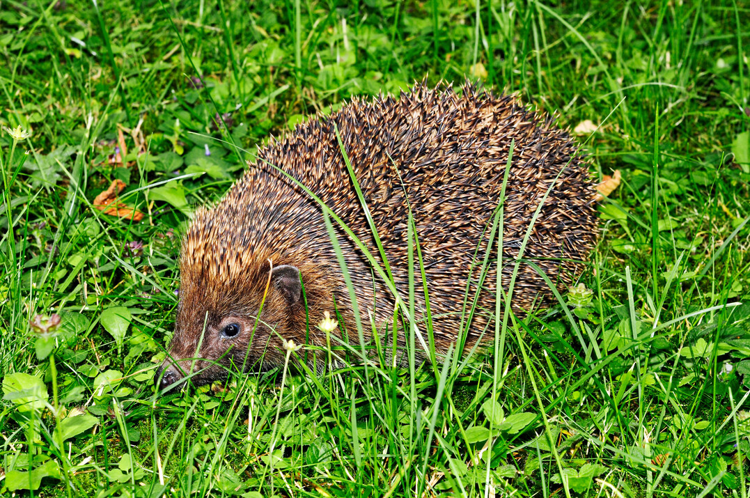 Im Gras stöbert der Igel zwischen blühenden Kräutern nach Insekten, Spinnen, Regenwürmern und Schnecken.