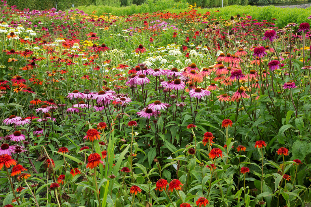 Sichtungsfeld der Scheinsonnenhüte (Echinacea) in Boskoop