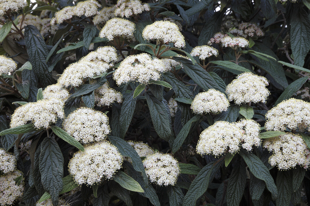 Viburnum rhytidophyllum schluckt durch seine behaarte Blattoberflche Feinstaub.