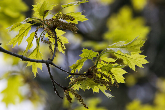Blte der Rot-Eiche (Quercus rubra): Zwei wissenschaftliche Arbeiten zur Klimaresilienz der Rot-Eiche wurden mit dem Camillo Schneider Preis 2025 ausgezeichnet.