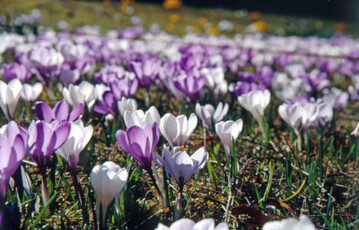 Ein typisches Frhjahrsbild: 
<i>Crocus vernus</i>
 bildet durch Brutzwiebeln und Selbstaussaat
regelrechte Krokuswiesen