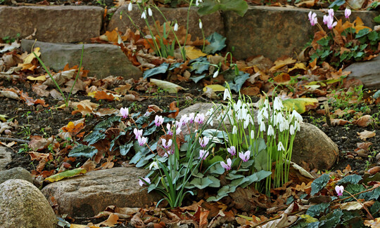 Galanthus reginae-olgae mit Herbst-Cyclamen im Garten, im Hintergrund verblhende G. bursanus