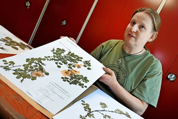 Eine Genbank ist nur zum Teil eine Datenbank  aber auch die will gepflegt werden. Diese Aufgabe obliegt Agrar-Ingenieurin Gerhild Schulz, die tausende Rosen fotografisch dokumentiert und eingeordnet hat. Von rund 6.000 Rosen hat sie Herbarbelege erstellt, also Blten und Bltter gepresst und eingeordnet. 