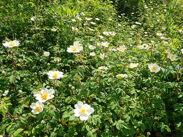 Kriech-Rose in Blte (Rosa arvensis)