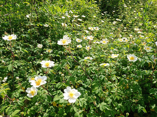 Kriech-Rose in Blte (Rosa arvensis)