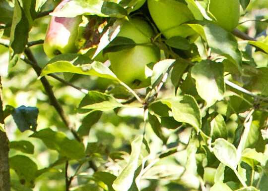 Hans-Joachim Bannier, Pomologe aus Bielefeld, vor Malus "Kandil Sinap", dem Russischen Taubenapfel