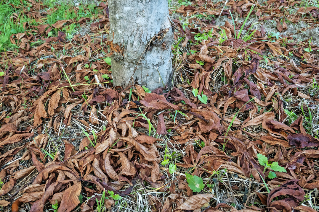 Eine Laubentfernung kranker Kastanienbltter ist stets zu empfehlen: Sowohl die pilzliche Blattbrune (Guignardia aesculi) als auch die Miniermotte (Cameraria ohridella) berdauern im Herbstlaub.