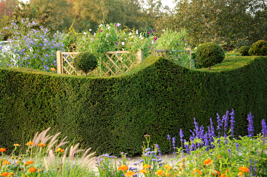 Europische Eibe (Taxus baccata) in elegantem Formschnitt