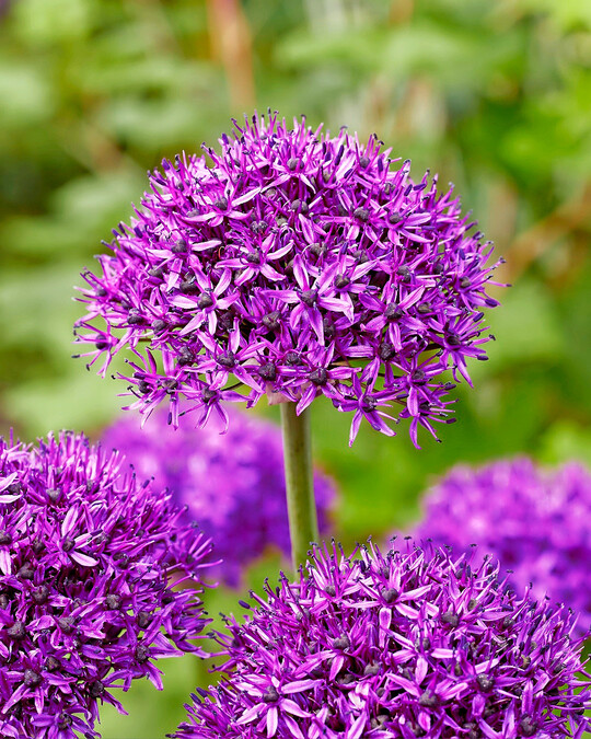 Allium Chicago