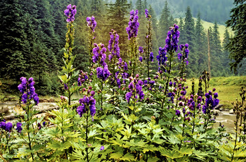 Aconitum napellus bevorzugt feuchte Standorte.