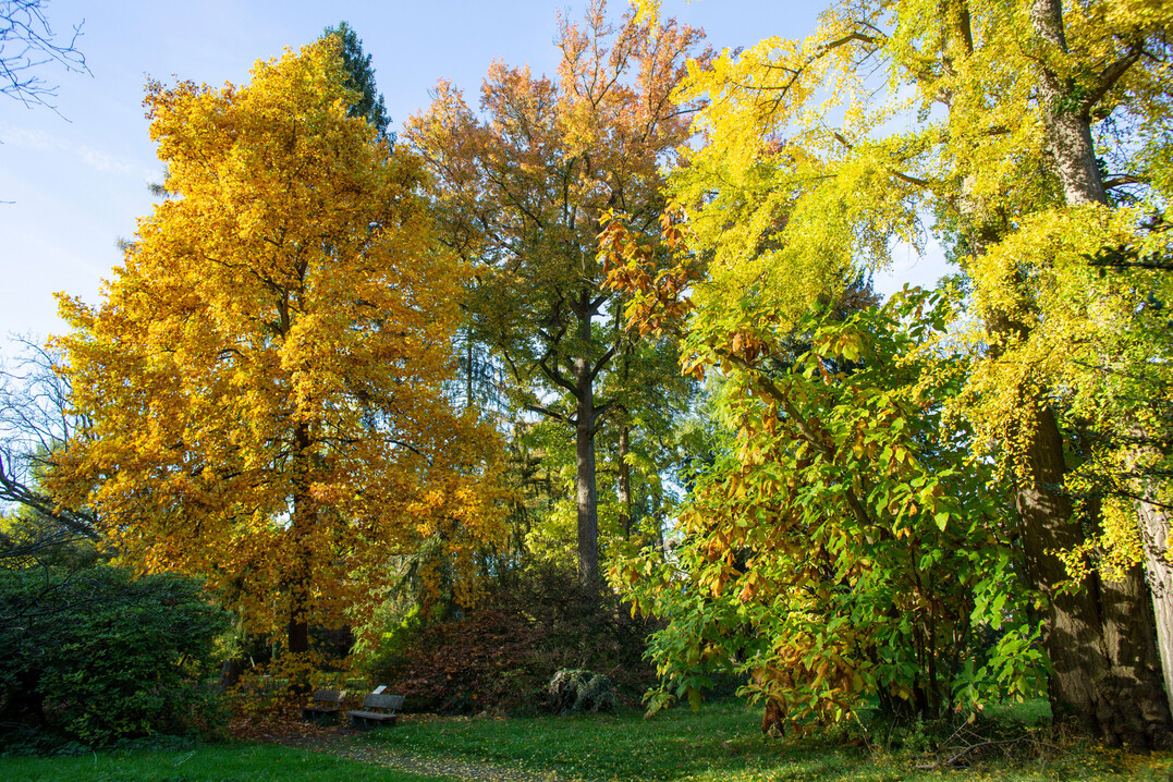 Tulpenbaum (Liriodendron tulipifera), Amberbaum (Liquidambar styraciflua), Schirm-Magnolie (Magnolia tripetala) und Ginkgo (Ginkgo biloba) im Herbst