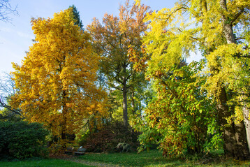 Tulpenbaum (Liriodendron tulipifera), Amberbaum (Liquidambar styraciflua), Schirm-Magnolie (Magnolia tripetala) und Ginkgo (Ginkgo biloba) im Herbst