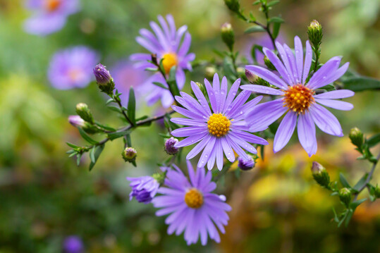 Aster lateriflorus "Lady in Black"