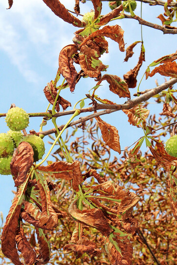 Starke Schden an Rosskastanie: Hier berdecken die trockenstressbedingten Blattrandnekrosen die ebenfalls vorhandenen Pathogene.