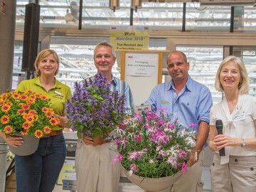 Die "MainStars 2018": Nepeta "Neptune, Osteospermum "Flower Power Purple Sun" und Dianthus "Spooky".