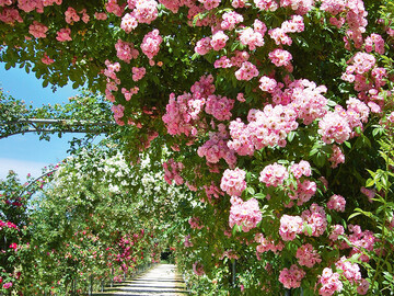 Die Gstefhrer Gartenerlebnis Bayern laden in ihre Lieblingsgrten ein.