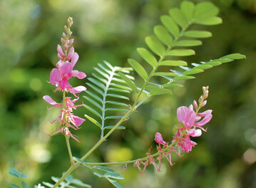 Indigofera heterantha