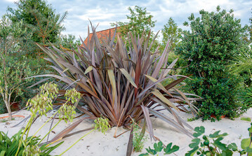 Ausgepflanzter Phormium tenax Purpureum