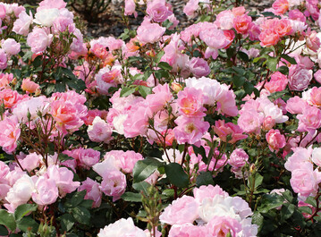 Pink Chantilly