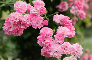 Rosa Minnehaha