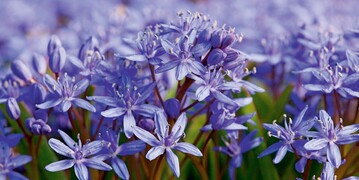 Scilla bifolia