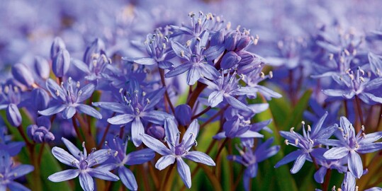 Scilla bifolia