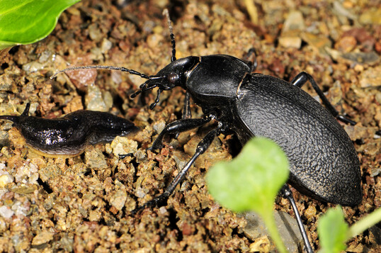 Carabus coriaceus: Der Groe Leder-Laufkfer frisst eine Garten-Wegschnecke.
