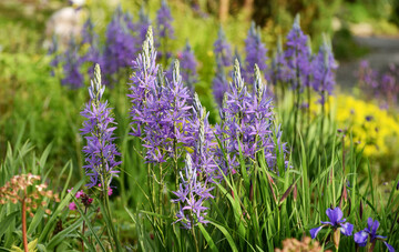 Camassia sind ideale Zwiebelpflanzen für sonnige Staudenbeete. Hier sind sie mit Iris sibirica kombiniert, die später das welkende Laub der Prärielilien verdecken.