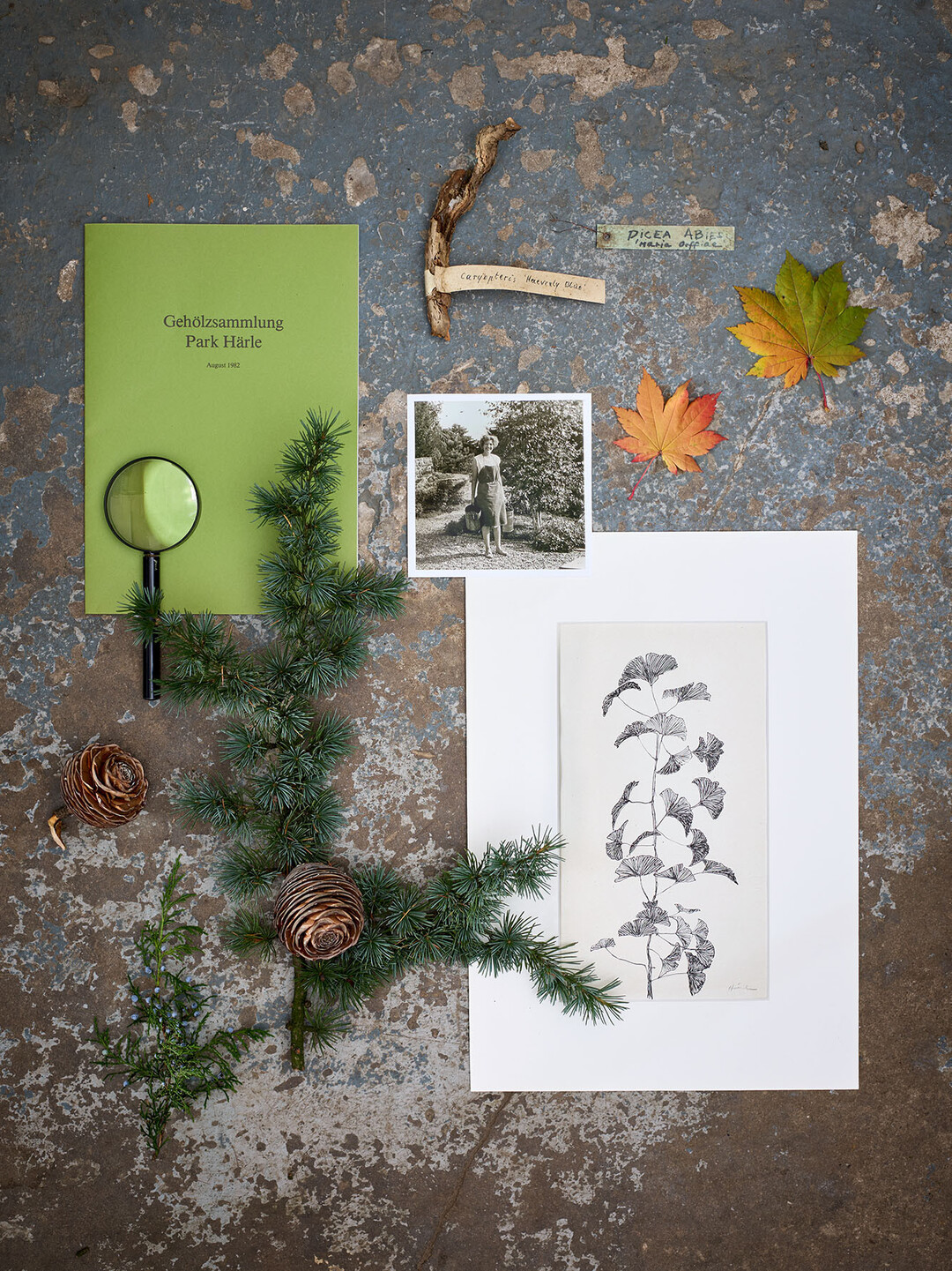 Einblicke ins Buch: Collage zum Arboertum Hrle