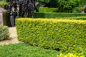 Ligustrum ovalifolium "Aureum" bringt eine schöne goldgelbe Farbe in das Schnitthecken-Sortiment.
