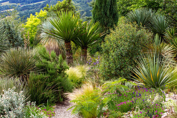 Ein Wstenbeet im Wstengarten: verschiedene Yuccas (Yucca treculeana, Mitte links) und Mahonia trifoliata (Mitte rechts), Piniennadel-Rosmarin links des Weges