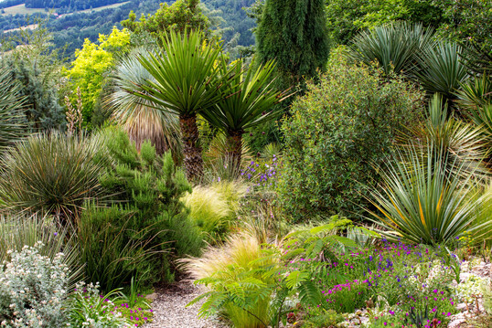Ein Wüstenbeet im Wüstengarten: verschiedene Yuccas (Yucca treculeana, Mitte links) und Mahonia trifoliata (Mitte rechts), Piniennadel-Rosmarin links des Weges