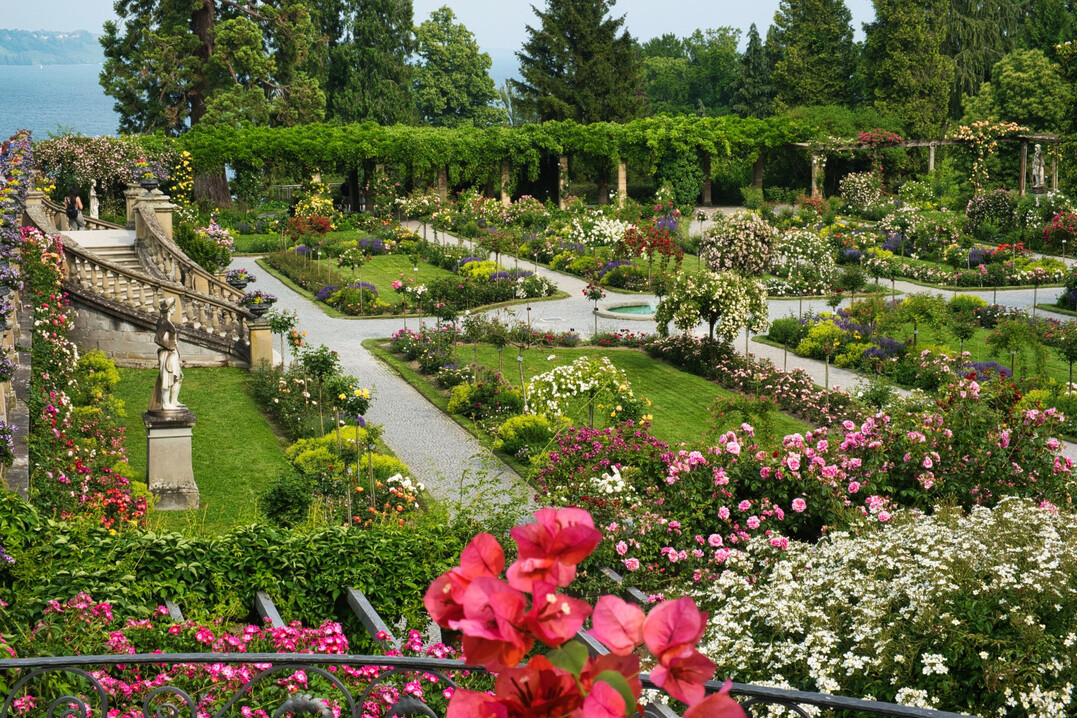 Der Italienische Rosengarten auf der Insel Mainau erstrahlt zweimal im Jahr in voller Blte.
