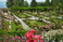 Der Italienische Rosengarten auf der Insel Mainau erstrahlt zweimal im Jahr in voller Blüte.